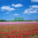 Դѧ  Tulips farm