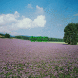 Դѧ  Lavender plantation
