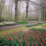 Դѧ  Tulips garden in March
