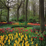 Դѧ  Keukenhof Tulip Garden