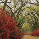 Դѧ  Red Flower Path through woods