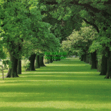 Դѧ  Oak Alley Plantation