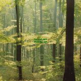 Դѧ  Forest in Spring morning