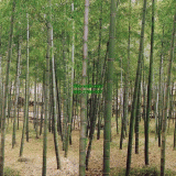 Դѧ  Bamboo Backyard