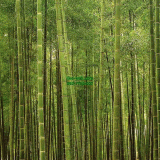 Դѧ  Bamboo Plantation