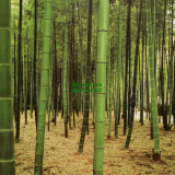 Դѧ  Bamboo forest