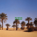 Դѧ  Desert Palm