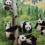 Դѧ  Panda family