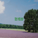 Դѧ  Lavender plantation