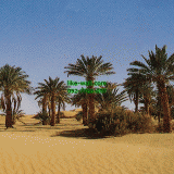 Դѧ  Desert Palm