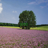 Դѧ  Lavender plantation