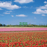 Դѧ  Tulips farm