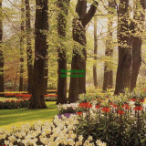 Դѧ  Flowers in bloom in keukenhof of gardens