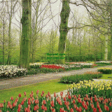 วอลเปเปอร์ติดผนัง ลาย Tulips garden in March