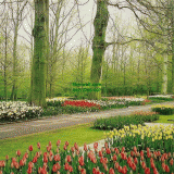 Դѧ  Tulips garden in March