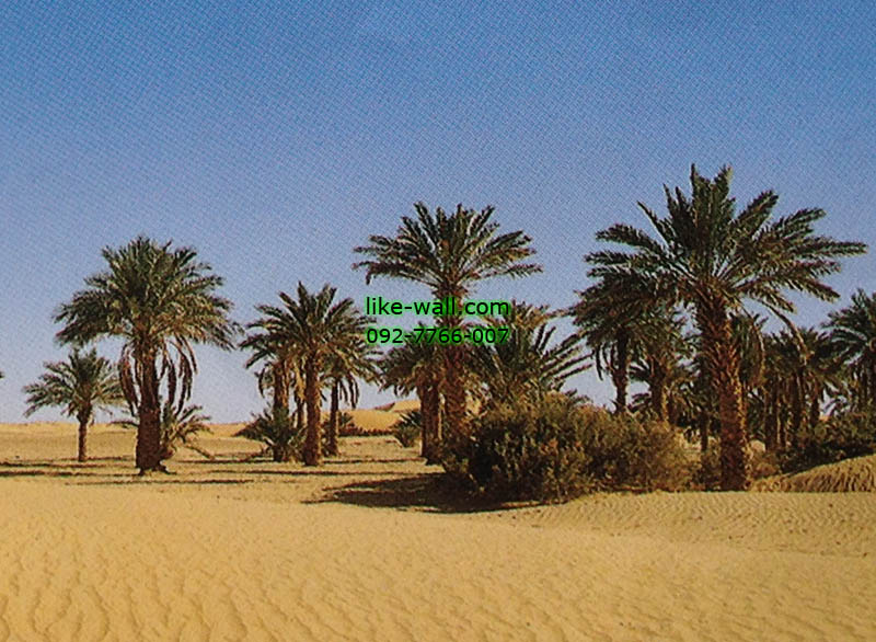 รูปภาพที่1 ของสินค้า : วอลเปเปอร์ติดผนัง ลาย Desert Palm
