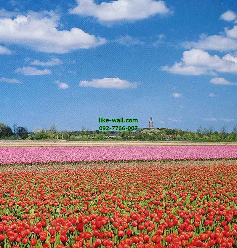 วอลเปเปอร์ติดผนัง ลาย Tulips farm