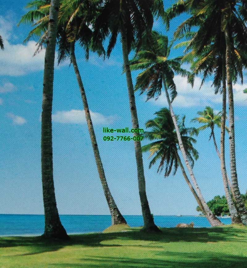 รูปภาพที่1 ของสินค้า : วอลเปเปอร์ติดผนัง ลาย Whispers in Green Palm