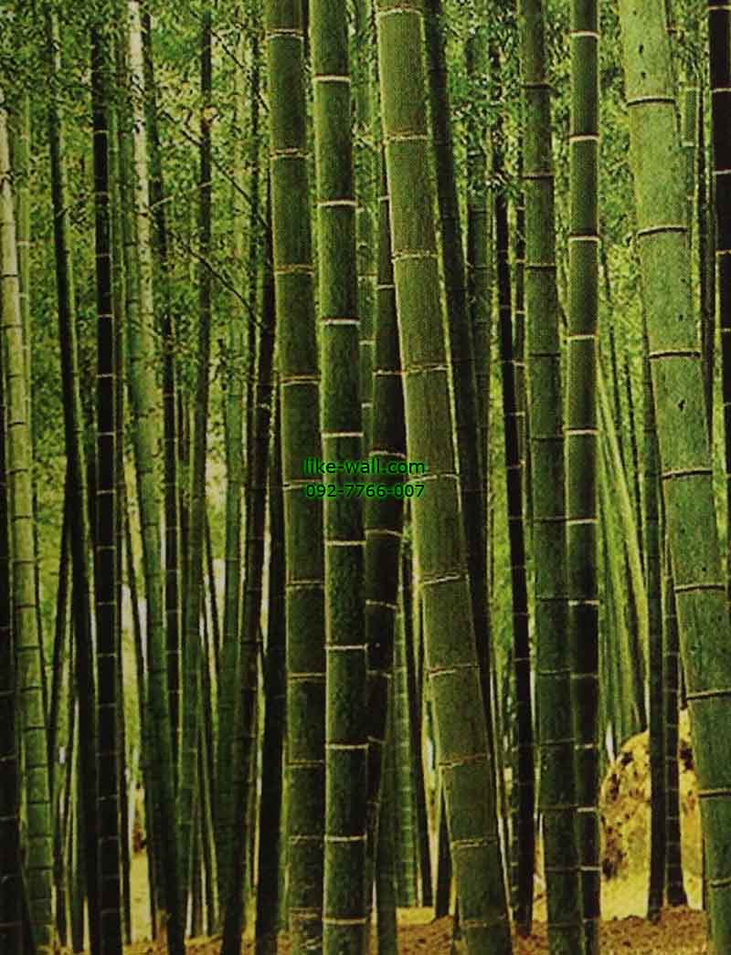 วอลเปเปอร์ติดผนัง ลาย Bamboo Plantation
